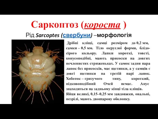 Саркоптоз (короста ) Рід Sarcoptes (свербуни) –морфологія Дрібні кліщі, самці розміром до 0,2