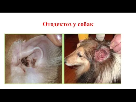Отодектоз у собак