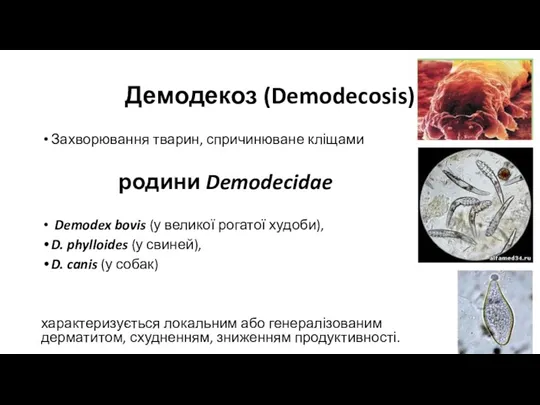 Демодекоз (Demodecosis) Захворювання тварин, спричинюване кліщами родини Demodecidae Demodex bovis (у великої рогатої