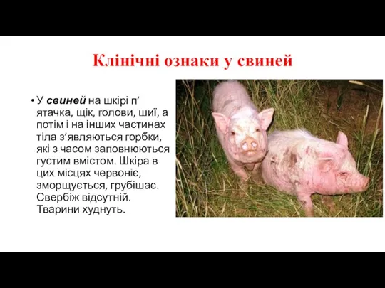 Клінічні ознаки у свиней У свиней на шкірі п’ятачка, щік, голови, шиї, а