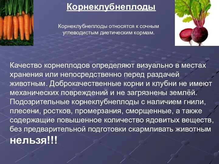 Корнеклубнеплоды Корнеклубнеплоды относятся к сочным углеводистым диетическим кормам. Качество корнеплодов