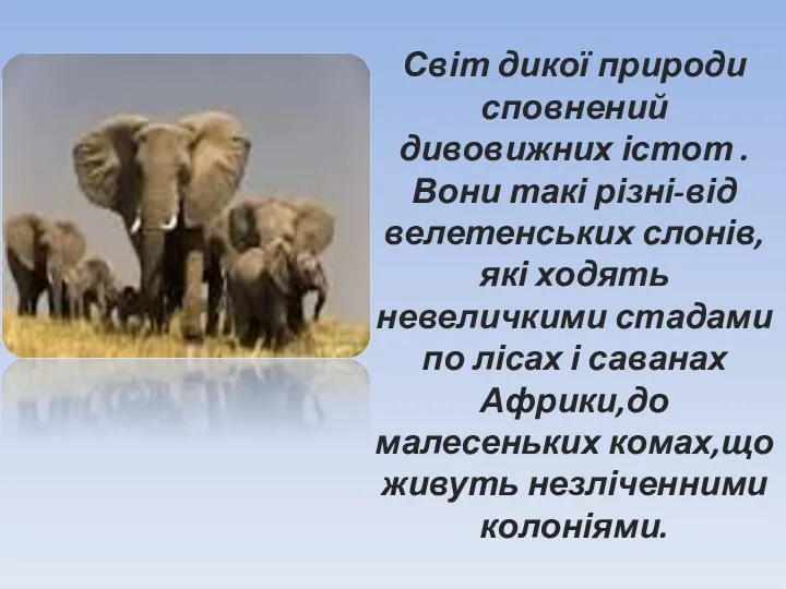 Світ дикої природи сповнений дивовижних істот . Вони такі різні-від