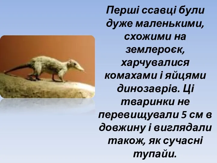 Перші ссавці були дуже маленькими,схожими на землероєк, харчувалися комахами і