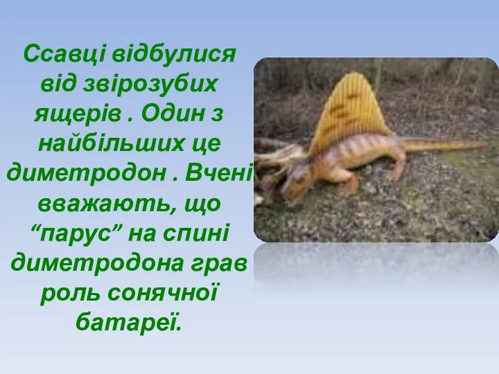 Ссавці відбулися від звірозубих ящерів . Один з найбільших це