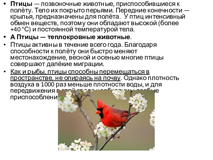 Птицы — позвоночные животные, приспособившиеся к полёту. Тело их покрыто перьями. Передние конечности