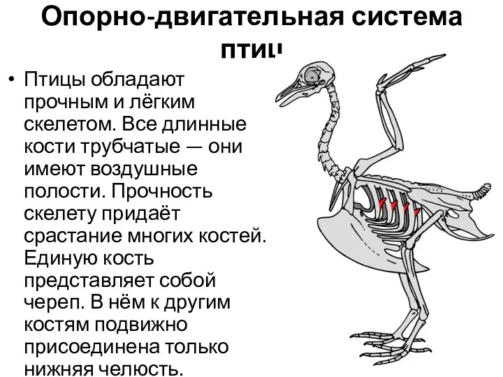 Опорно-двигательная система птиц Птицы обладают прочным и лёгким скелетом. Все длинные кости трубчатые