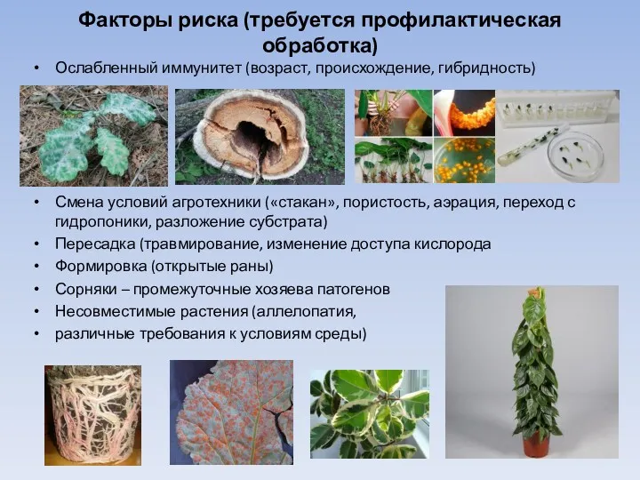 Факторы риска (требуется профилактическая обработка) Ослабленный иммунитет (возраст, происхождение, гибридность)