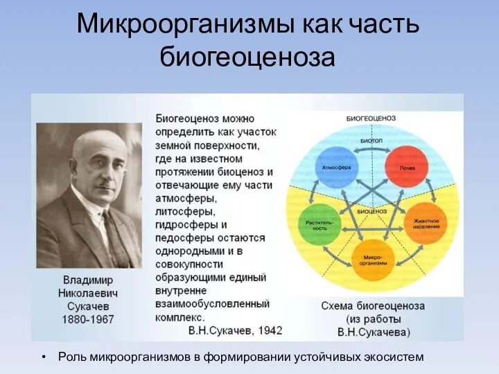 Роль микроорганизмов в формировании устойчивых экосистем Микроорганизмы как часть биогеоценоза