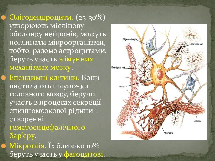 Олігодендроцити. (25-30%) утворюють мієлінову оболонку нейронів, можуть поглинати мікроорганізми, тобто,