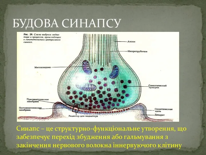 БУДОВА СИНАПСУ Синапс – це структурно-функціональне утворення, що забезпечує перехід