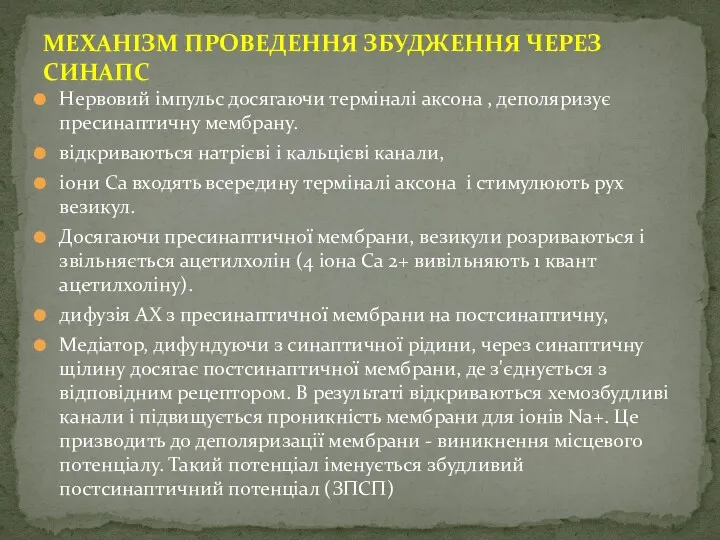 Нервовий імпульс досягаючи терміналі аксона , деполяризує пресинаптичну мембрану. відкриваються