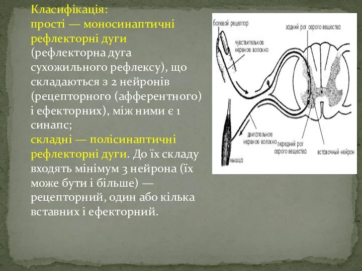 Класифікація: прості — моносинаптичні рефлекторні дуги (рефлекторна дуга сухожильного рефлексу),