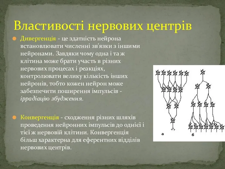 Дивергенція - це здатність нейрона встановлювати численні зв'язки з іншими