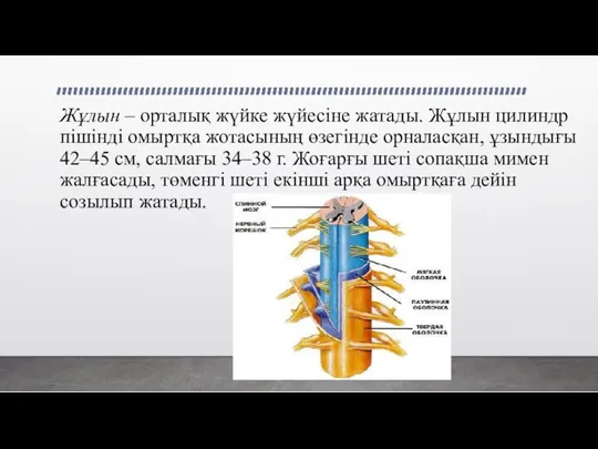 Жұлын – орталық жүйке жүйесіне жатады. Жұлын цилиндр пішінді омыртқа