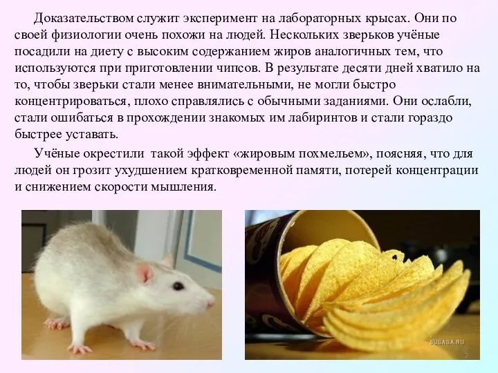 Доказательством служит эксперимент на лабораторных крысах. Они по своей физиологии