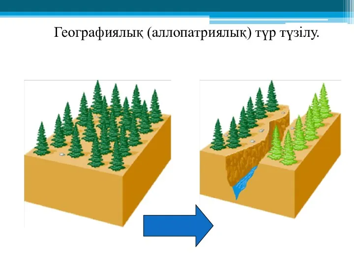 Географиялық (аллопатриялық) түр түзілу.