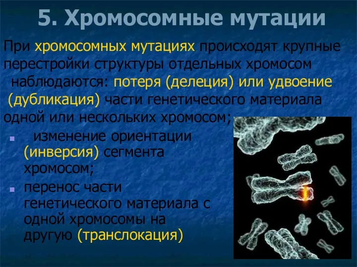 5. Хромосомные мутации изменение ориентации (инверсия) сегмента хромосом; перенос части