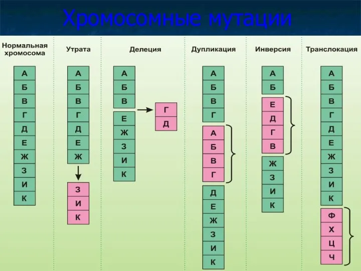 Хромосомные мутации