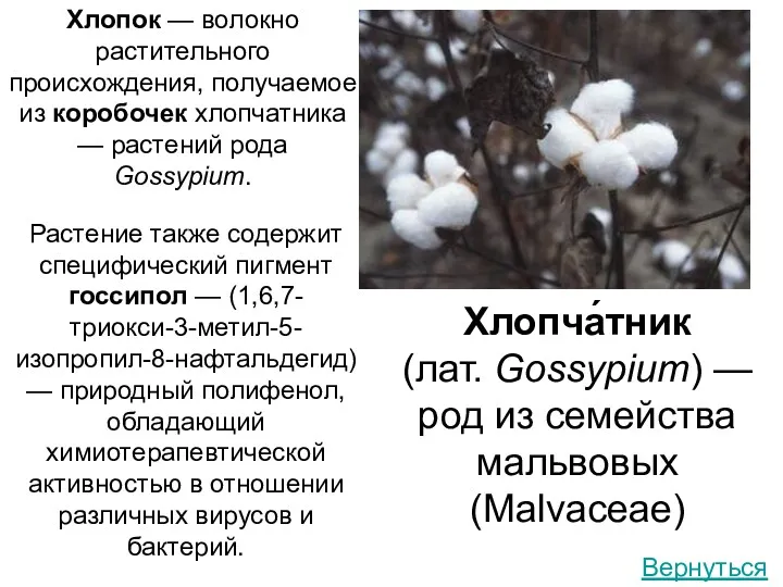 Хлопок — волокно растительного происхождения, получаемое из коробочек хлопчатника — растений рода Gossypium.