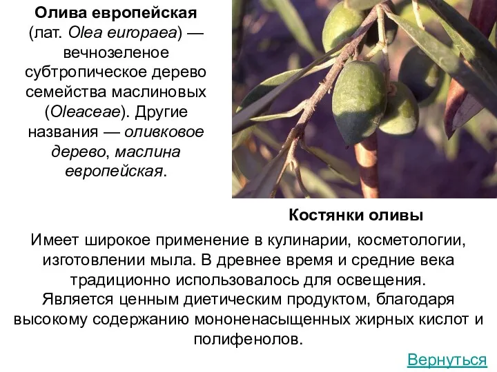 Олива европейская (лат. Olea europaea) — вечнозеленое субтропическое дерево семейства маслиновых (Oleaceae). Другие