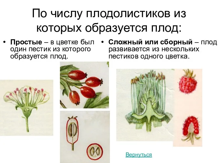 По числу плодолистиков из которых образуется плод: Простые – в цветке был один