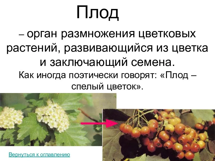 Плод – орган размножения цветковых растений, развивающийся из цветка и заключающий семена. Как