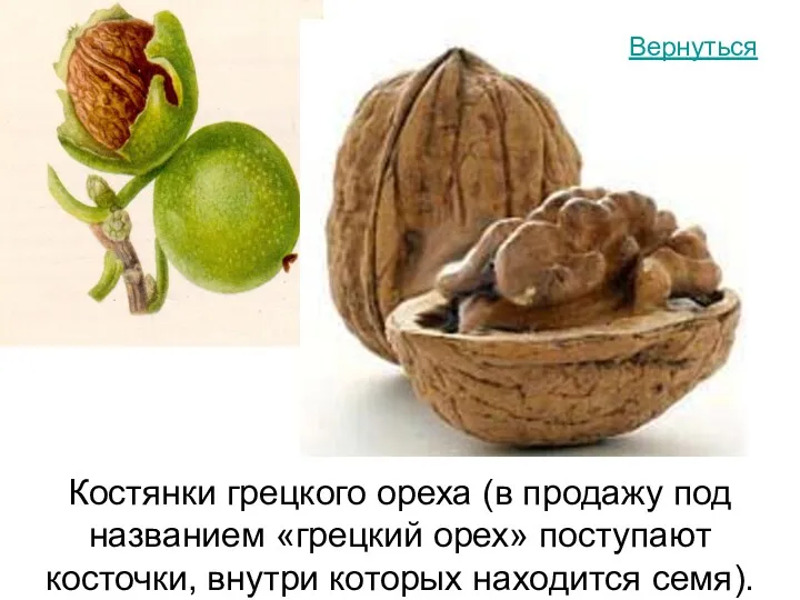 Костянки грецкого ореха (в продажу под названием «грецкий орех» поступают косточки, внутри которых находится семя). Вернуться