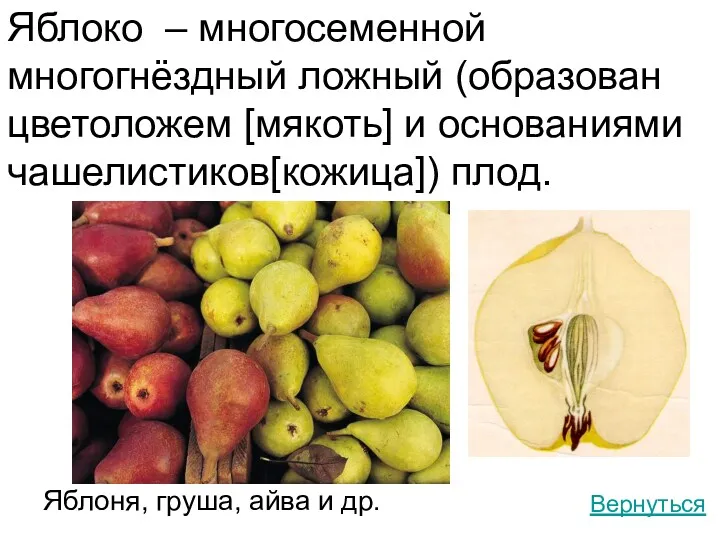 Яблоко – многосеменной многогнёздный ложный (образован цветоложем [мякоть] и основаниями чашелистиков[кожица]) плод. Яблоня,
