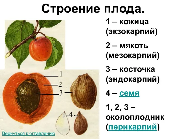 Строение плода. 1 – кожица (экзокарпий) 2 – мякоть (мезокарпий) 3 – косточка