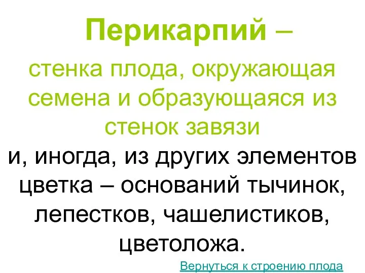 Перикарпий – стенка плода, окружающая семена и образующаяся из стенок завязи и, иногда,