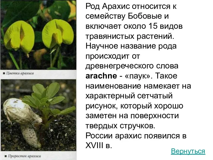 Род Арахис относится к семейству Бобовые и включает около 15 видов травянистых растений.