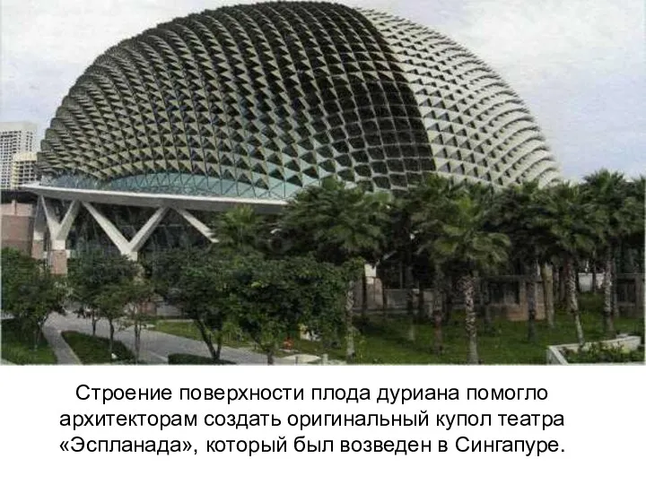 Строение поверхности плода дуриана помогло архитекторам создать оригинальный купол театра «Эспланада», который был возведен в Сингапуре.