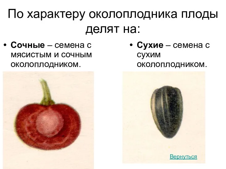 По характеру околоплодника плоды делят на: Сочные – семена с мясистым и сочным
