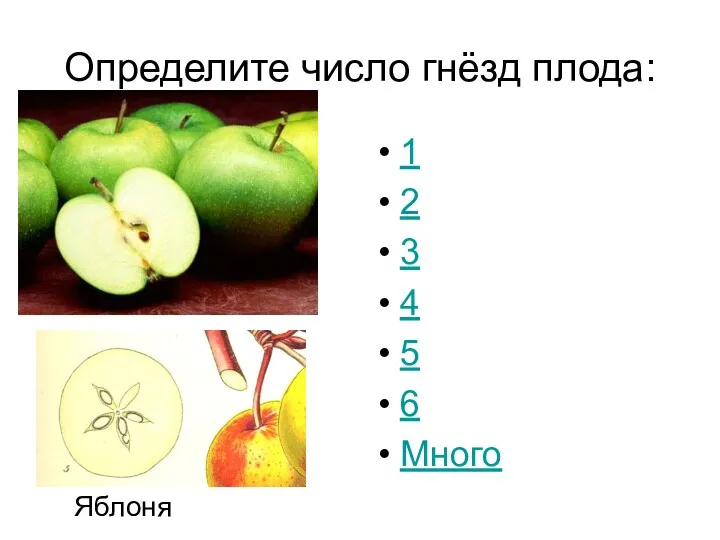 Определите число гнёзд плода: 1 2 3 4 5 6 Много Яблоня