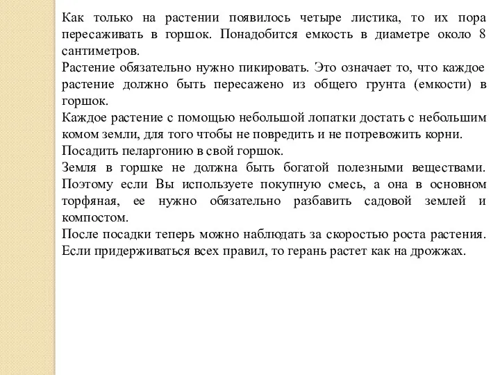 Как только на растении появилось четыре листика, то их пора