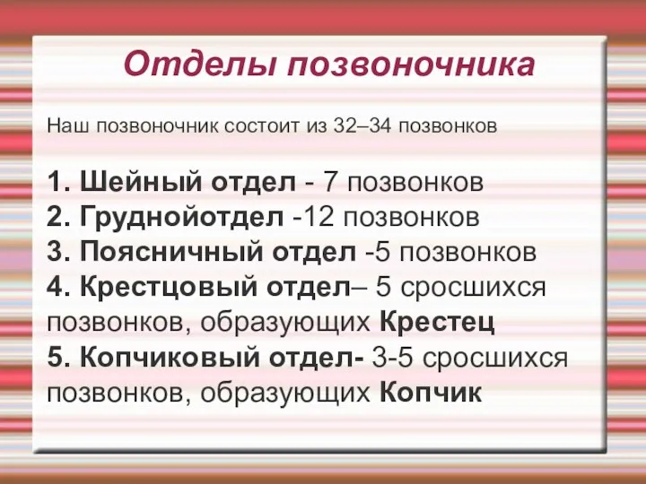 Отделы позвоночника Наш позвоночник состоит из 32–34 позвонков 1. Шейный