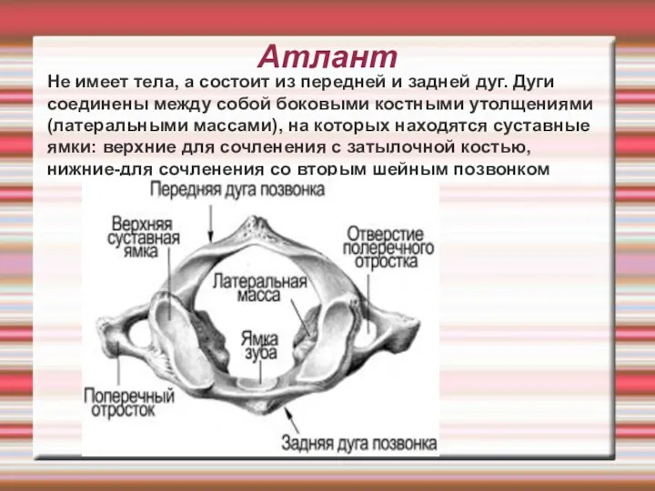 Атлант Не имеет тела, а состоит из передней и задней