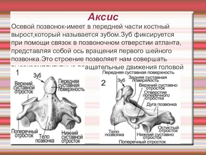 Аксис Осевой позвонок-имеет в передней части костный вырост,который называется зубом.Зуб