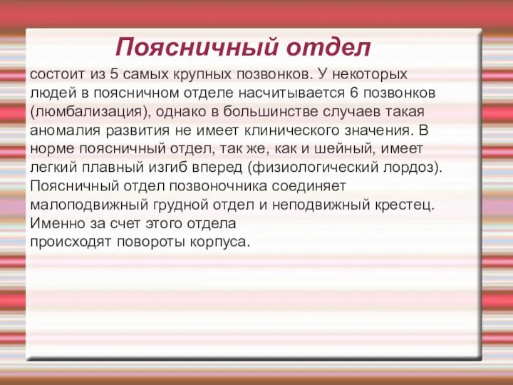 Поясничный отдел состоит из 5 самых крупных позвонков. У некоторых