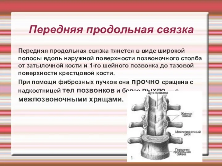 Передняя продольная связка Передняя продольная связка тянется в виде широкой