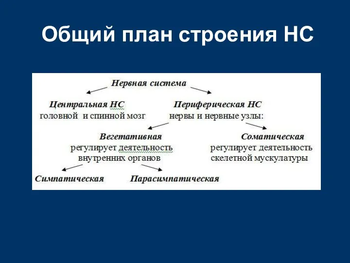 Общий план строения НС