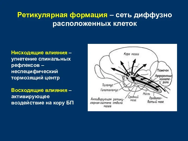 Ретикулярная формация – сеть диффузно расположенных клеток Нисходящие влияния –