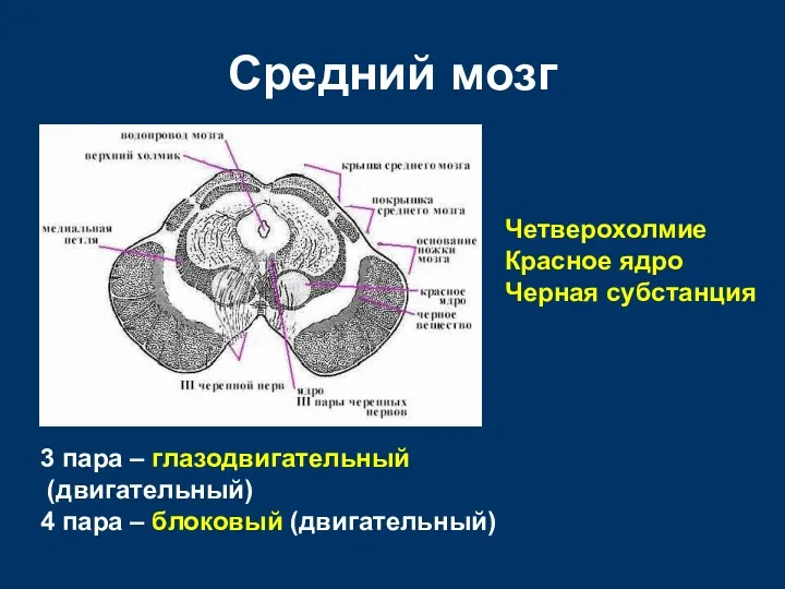 Средний мозг 3 пара – глазодвигательный (двигательный) 4 пара –