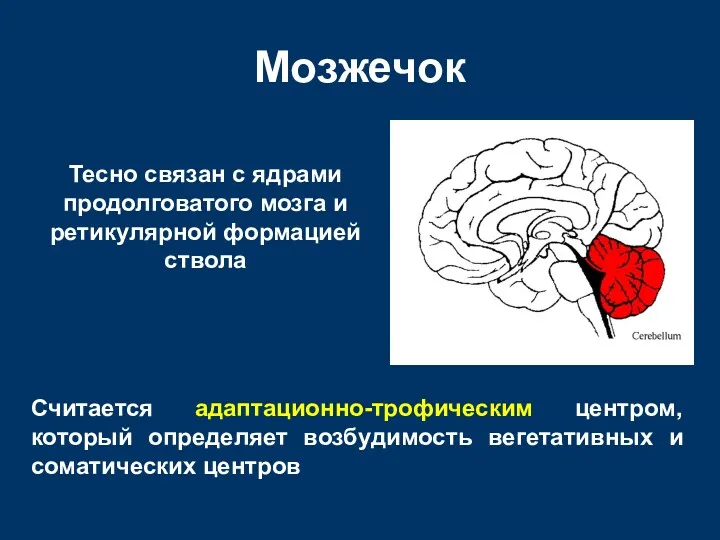 Мозжечок Тесно связан с ядрами продолговатого мозга и ретикулярной формацией