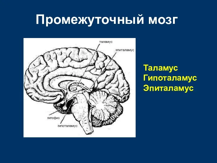 Промежуточный мозг Таламус Гипоталамус Эпиталамус