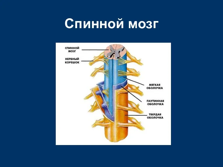 Спинной мозг