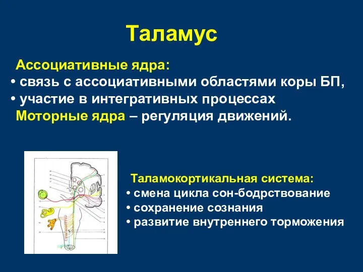 Таламус Ассоциативные ядра: связь с ассоциативными областями коры БП, участие