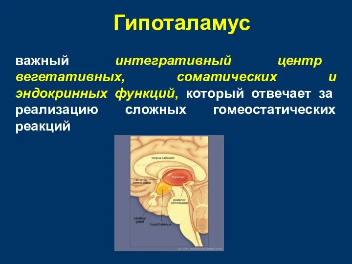 Гипоталамус важный интегративный центр вегетативных, соматических и эндокринных функций, который отвечает за реализацию сложных гомеостатических реакций