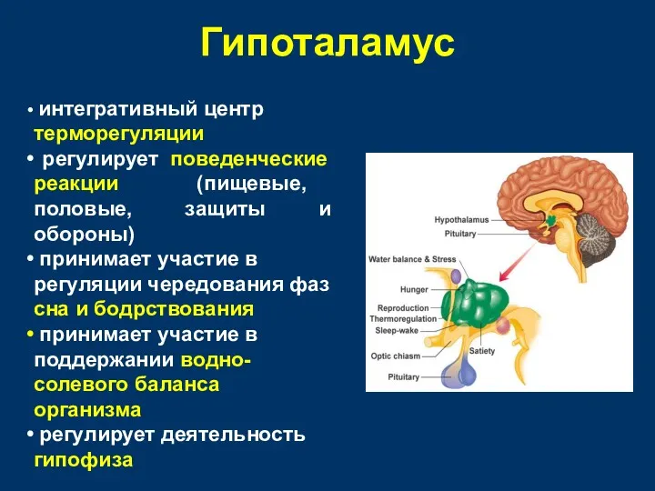 Гипоталамус интегративный центр терморегуляции регулирует поведенческие реакции (пищевые, половые, защиты