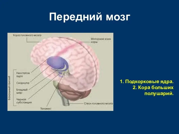 Передний мозг 1. Подкорковые ядра. 2. Кора больших полушарий.